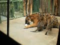 Feeding tiger cubs Prague Zoo / Krmení tygřích mládat Zoo Praha