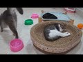 CLASSIC Dog and Cat Videos😁😹😹1 HOURS of FUNNY Clips😹😹#