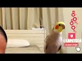 LIVE‼️ QUINCY Speak & Ask You #cockatiel #cockatiels #parrots #greencheekconure #birds #petbirds