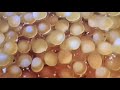 Have u seen Fish lay their eggs #shortvideo #asmr #shortsvideo #fishing #satisying #best #trending