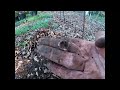 Planting Cucumbers Okra and Malabar Spinach