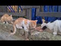 Hungry Kittens go crazy when they smell Food.