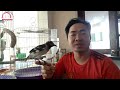 Chim Non Có Thể Tự Ăn Cám Khô Hay Không ? II Can baby birds feed themselves?@KhiNguyen Vlog