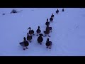 March of the ducks!?