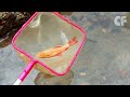 Catch colorful Koi Fish, Goldfish, Redfin Fish, Betta Fish, Glofish, Comet Fish