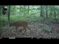 Wo ist Mama - Kitz allein im Wald