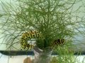 Anise Swallowtail Caterpillar's Breakfast