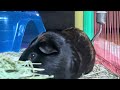 Guinea Pig Eating Grass With Chewing Sounds - June 14, 2024