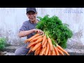 How I Save Hundreds Of Dollars Every Year With HomeGrown Carrots, Even Without Garden