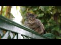 Why So Many Six-Toed Cats Live At The Hemingway House