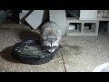 A baby Coon is having dinner