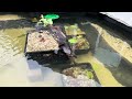 A 4k video more in depth look into the fish/turtle pond and new features ive added.