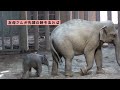 Baby Asian elephant 22 days old - don't let go! A baby elephant rushes towards its mother's voice