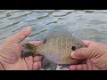 BIG BLUEGILL BONANZA!!