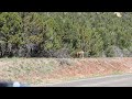 Deer in Kolob Canyon area Part 2