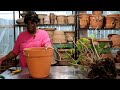 GARDEN MAINTENANCE + POTTING UP HYDRANGEAS +  CARDBOARD WEED BARRIER IN FLOWERPOTS  // GARDEN QUEEN