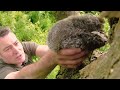 Wild Tawny Owl Family Welcome 4 Foster Chicks | Luna & Bomber | Robert E Fuller