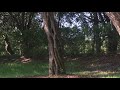 Fawn sighting at Regional Park, Weston, Florida
