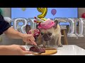 How We Celebrated Our French Bulldog's 63rd BIRTHDAY!