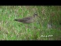 崁頂的小杓鷸/Little Curlew