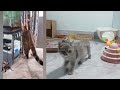 Try Not To Laugh 😛 Funniest Cats and Dogs 2024 😹🐶
