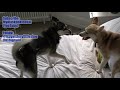Alaskan Klee Kai: Crazy noises my Mini Huskies make!