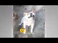 😍#🐕When a silly Cat becomes your best friend😍😹The funniest animals and pets