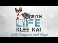 Alaskan Klee Kai: 5 Bad Habits These Mini Husky Have