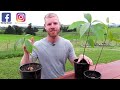 The BEST Way To Grow Avocado From Seed | 0 - 5 Months of Growth