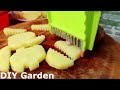 How to grow potatoes in old plastic paint buckets for beginners