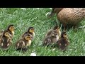 Mother Duck Protects Baby Ducklings | Disney Ducks | Female Duck with Baby Ducklings being Attacked