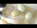 Fibro OE (Olive Egger) Hatching