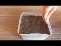 Magical Way To Grow Coriander In Just 5 Days | How To Grow Coriander At Home - Cilantro Grow At Home