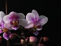 Timelapse of blooming orchid