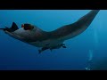 Diving Socorro and the Revillagigedo Archipelago as a Nautilus Explorer Liveaboard trip