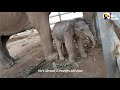 Tiniest Baby Elephant Copies Everything His Mom Does | The Dodo Little But Fierce