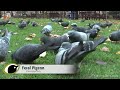 BTO Bird ID - Pigeons