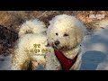Dog Trio Teaches You What Legit Friendship Is ('3 Idiots' Dog Ver.)