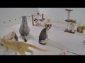 New Funny Cats and Dogs Videos 😆❤️ Best Funny Animals 2024 😂❤️