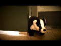 Badgers in the Halls [short film]