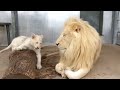 Toronto Zoo's Lion Cubs with Dad Fintan