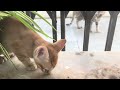 curious kitten sniffing the floor