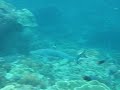 Black Tip Shark Koh Phi Phi Island, Thailand