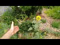 Create Your Own FOOD FOREST In 3 Steps [How To Transform Any Piece of Land Quickly]