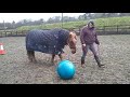 Handy Pony Example (Showing4SAFE Easter Show)