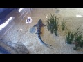 Leopard Sharks Swimming & Shovelnose Guitarfish - Monterey Bay Aquarium, California