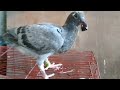 Helping egg hatch | pigeon