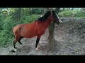 ডাবল বডির ঘোড়া চেনার মাধ্যম! | horse update Best horse farm in Bangladesh