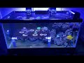 40 Gallon Saltwater Reef Tank | Banded Trochus Snails Spawning, Soft Corals, Moving Tank