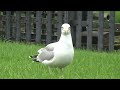 Worm Dance Herring Gull #Larusargentatus
